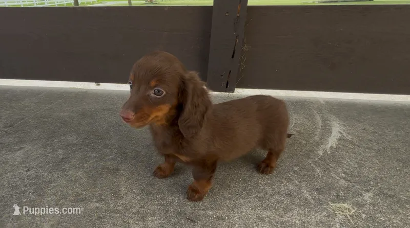 Brownie – Dachshund puppy for sale in Ligonier, IN