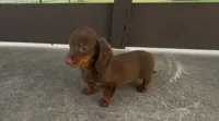 Brownie, a female Dachshund for sale in Ligonier, IN – 1 of 6