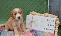 Barney, a male Miniature Goldendoodle for sale in Ligonier, IN – 3 of 4