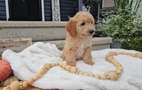 Oakley, a male Miniature Goldendoodle for sale in Ligonier, IN – 2 of 6