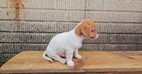 Mars, a male Jack Russell Terrier and Dachshund for sale in Wolcottville, IN – 4 of 4