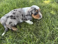 Smores, a male Dachshund and Cavalier King Charles Spaniel for sale in Ligonier, IN – 3 of 3