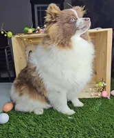 Lucy, a female Pomeranian for sale in Wolcottville, IN – Photo 2 of 2