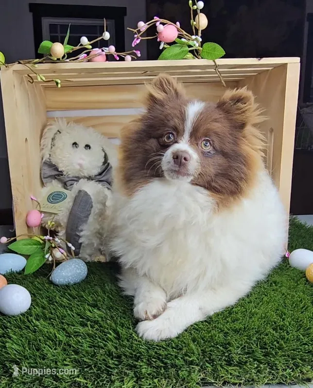 Lucy, a female Pomeranian for sale in Wolcottville, IN – Photo 1 of 2