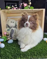 Lucy, a female Pomeranian for sale in Wolcottville, IN – Photo 1 of 2