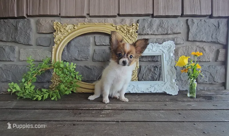 Honey – Papillon puppy on hold in Ligonier, IN
