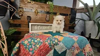 Tink, a female Pomeranian for sale in Wolcottville, IN – 3 of 3