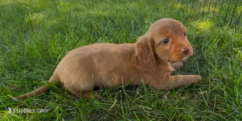 Chestnut – Dachshund, Cavalier King Charles Spaniel puppy for sale in Ligonier, IN