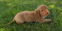 Chestnut, a male Dachshund and Cavalier King Charles Spaniel for sale in Ligonier, IN – 2 of 4