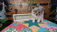 Peter, a male Pomeranian for sale in Wolcottville, IN – 2 of 4