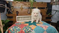 Pixie, a female Pomeranian for sale in Wolcottville, IN – 2 of 2