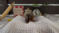 Toffee, a female Dachshund for sale in Ligonier, IN – 2 of 4