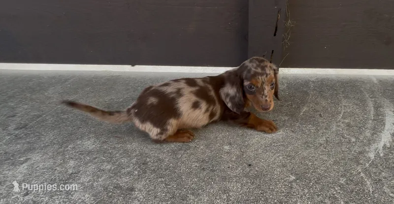 Toffee – Dachshund puppy for sale in Ligonier, IN