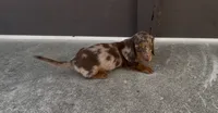 Toffee, a female Dachshund for sale in Ligonier, IN – 1 of 7