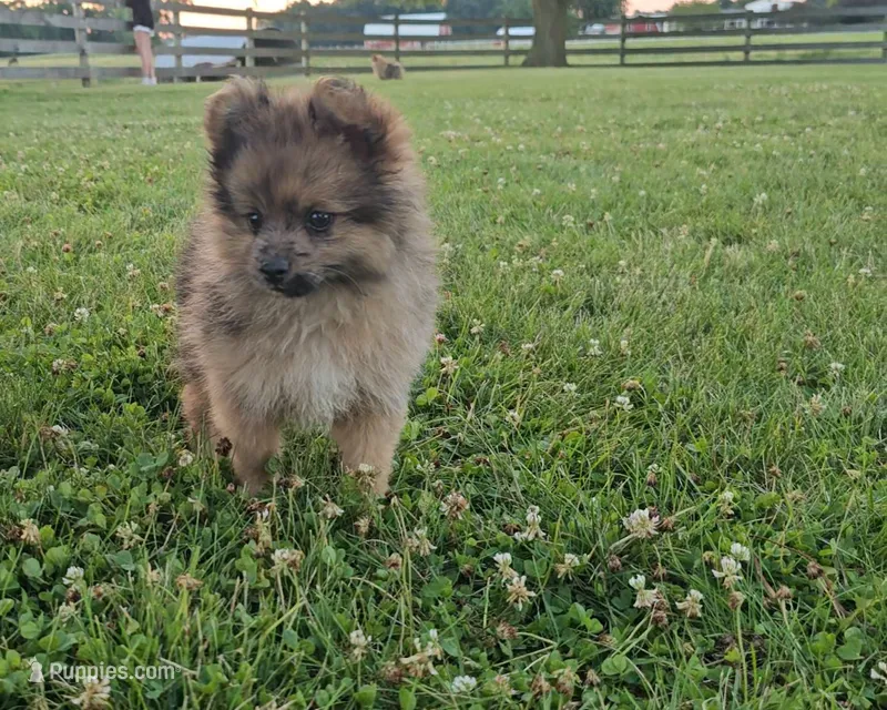 Fox – Pomeranian puppy for sale in Ligonier, IN