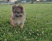 Fox, a male Pomeranian for sale in Ligonier, IN – 1 of 10