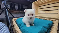 Ivory, a female Pomeranian for sale in Wolcottville, IN – 2 of 2
