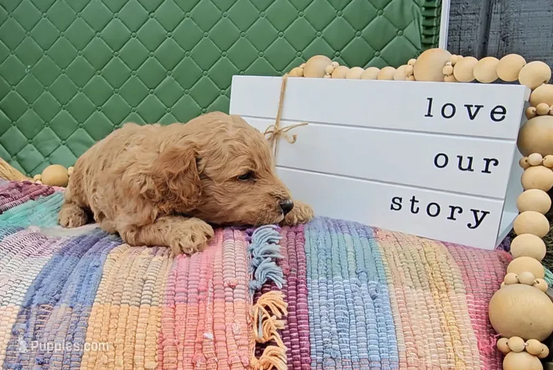 Buck – Goldendoodle puppy for sale in Ligonier, IN
