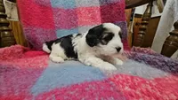 Theodore, a male Cavapoo for sale in Wolcottville, IN – Photo 4 of 4