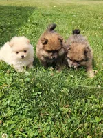 Fern, a female Pomeranian for sale in Wolcottville, IN – 3 of 3