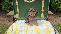 Maple, a female Cavapoo for sale in Wolcottville, IN – 2 of 2