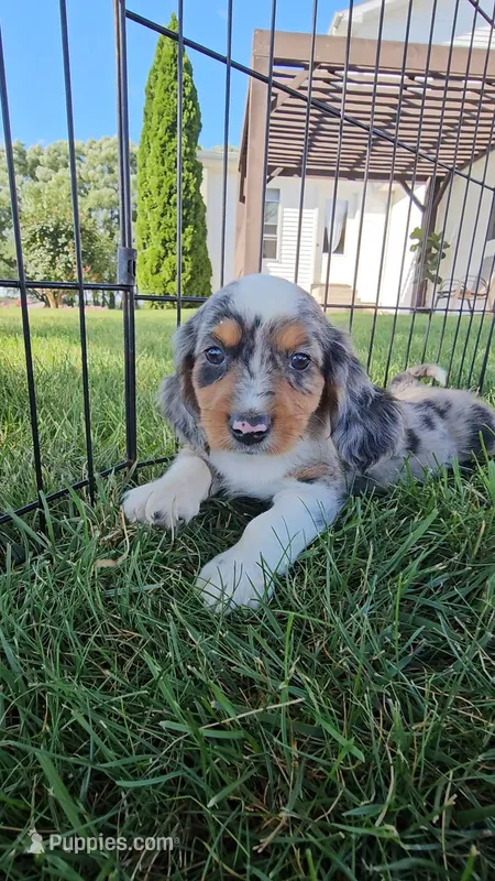 Smores – Dachshund, Cavalier King Charles Spaniel puppy for sale in Ligonier, IN