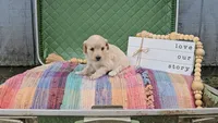 Edmund, a male Miniature Goldendoodle for sale in Ligonier, IN – 2 of 3