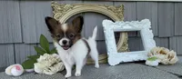 Honey, a female Papillon for sale in Wolcottville, IN – 5 of 6