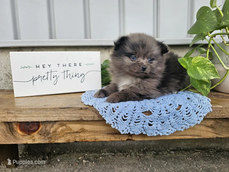 Atlas – Pomeranian puppy for sale in Wolcottville, IN