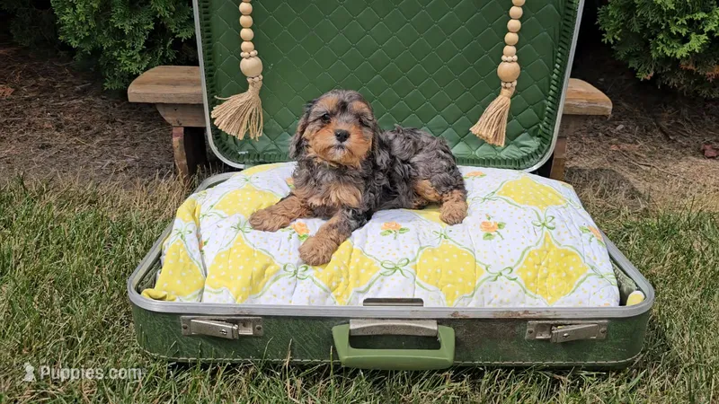 Maple – Cavapoo puppy for sale in Wolcottville, IN