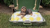 Maple, a female Cavapoo for sale in Wolcottville, IN – 1 of 2