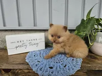 Marvin, a male Pomeranian for sale in Wolcottville, IN – 4 of 4