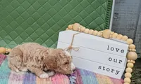 Eloise, a female Goldendoodle for sale in Ligonier, IN – 3 of 3