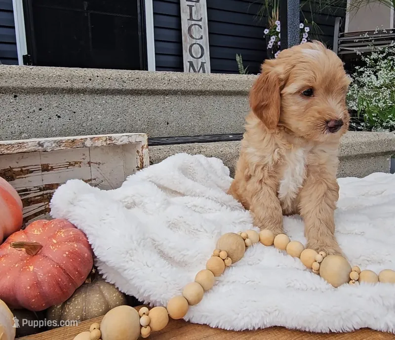 Rowan – Miniature Goldendoodle puppy for sale in Ligonier, IN