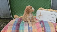 Edmund, a male Goldendoodle for sale in Ligonier, IN – 2 of 3
