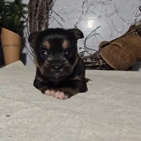 Logan, a male Pomeranian for sale in Wolcottville, IN – Photo 10 of 10