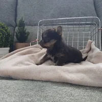 Logan, a male Pomeranian for sale in Wolcottville, IN – Photo 9 of 10