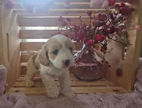 Pearl, a female Cavapoo for sale in Wolcottville, IN – Photo 1 of 5