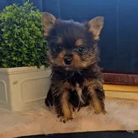 Logan, a male Pomeranian for sale in Wolcottville, IN – Photo 5 of 10