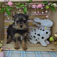 Logan, a male Pomeranian for sale in Wolcottville, IN – Photo 1 of 10