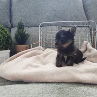 Logan, a male Pomeranian for sale in Wolcottville, IN – Photo 8 of 10