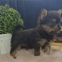 Logan, a male Pomeranian for sale in Wolcottville, IN – Photo 6 of 10