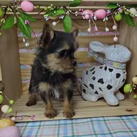 Logan, a male Pomeranian for sale in Wolcottville, IN – Photo 3 of 10