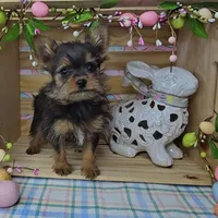 Logan, a male Pomeranian for sale in Wolcottville, IN – Photo 2 of 10