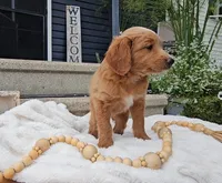Birch, a male Miniature Goldendoodle for sale in Ligonier, IN – 3 of 8