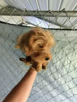 Boy, a male Morkie for sale in Linden, NC – 2 of 3