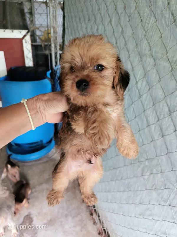 Boy2 – Morkie puppy for sale in Linden, NC