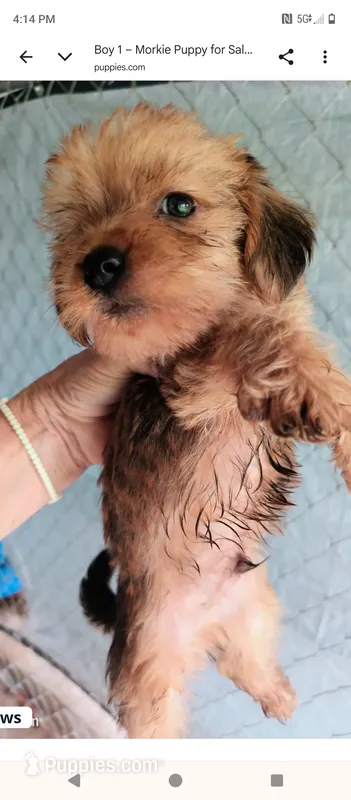 Boy – Morkie puppy for sale in Linden, NC