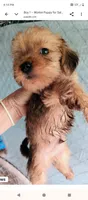 Boy, a male Morkie for sale in Linden, NC – 1 of 3