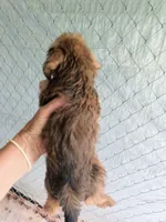 Boy 1, a male Morkie for sale in Linden, NC – 2 of 2